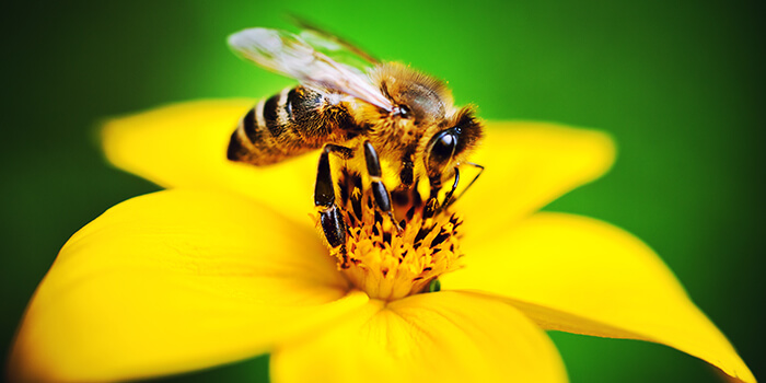 Abelha a recolher o pólen de uma flor amarela