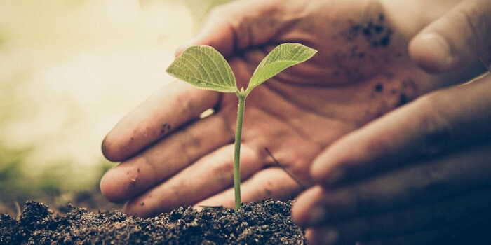 As mãos de uma pessoa a cuidar de uma plante prestes a florescer, como sinal da formo como temos que cuidar dos nossos recursos.